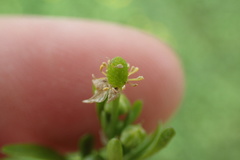 Ranunculus laxicaulis