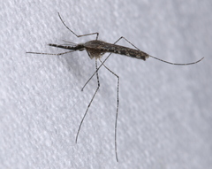 Anopheles annulipes