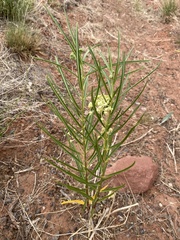 Asclepias labriformis