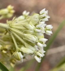Asclepias labriformis