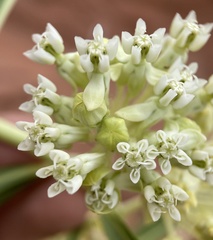 Asclepias labriformis