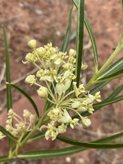 Asclepias labriformis