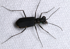 Myriochila semicincta