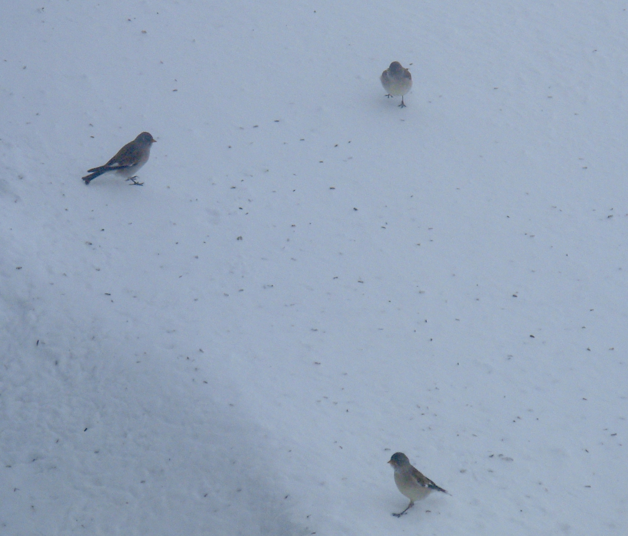 White-winged Snowfinch