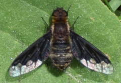 Hemipenthes morioides