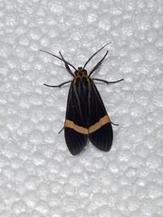 Aclytia
