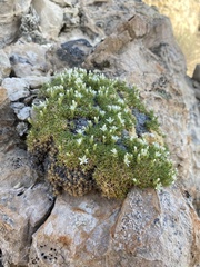 Eremogone hookeri hookeri