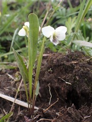 Viola patrinii