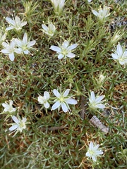 Eremogone hookeri hookeri