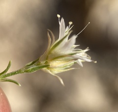 Eremogone hookeri hookeri