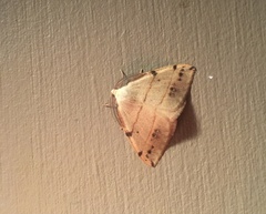 Drepanulatrix bifilata