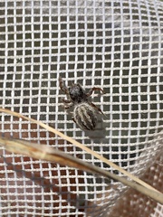 Pelegrina arizonensis