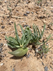 Asclepias macrosperma