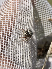 Pelegrina arizonensis