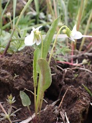 Viola patrinii