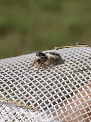 Pelegrina arizonensis