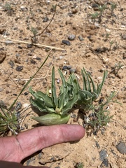 Asclepias macrosperma