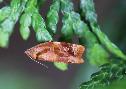 Red-barred Tortrix, 6681 Bemmel, Nederland, photo 8 of 10