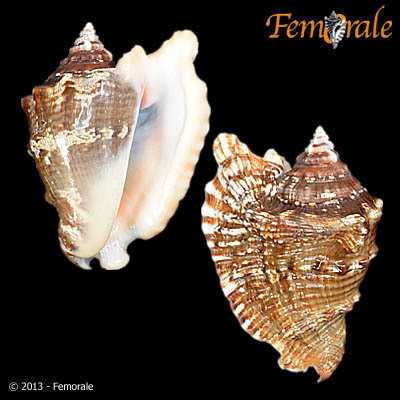 Hawkwing Conch