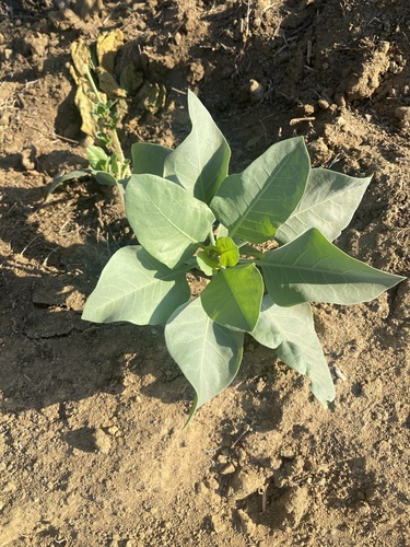 photo of Tree Tobacco (Nicotiana glauca)