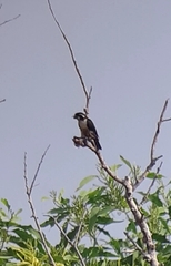 Microhierax fringillarius