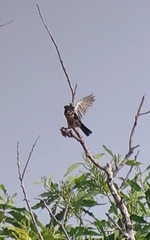 Microhierax fringillarius