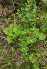 Euphorbia jenisseiensis