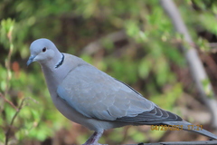 Streptopelia decaocto
