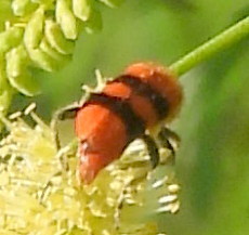 Trichodes bibalteatus