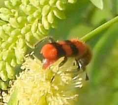 Trichodes bibalteatus