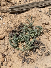 Asclepias macrosperma