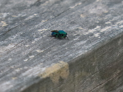 Chrysis nisseri
