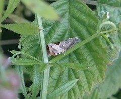 Notocelia uddmanniana