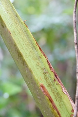 Burretiokentia hapala