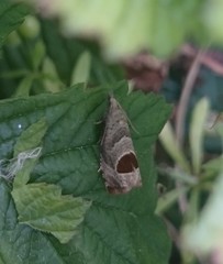 Notocelia uddmanniana