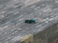 Chrysis nisseri