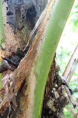 Burretiokentia hapala