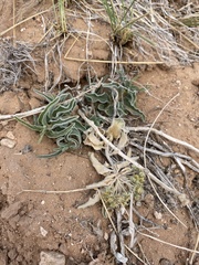 Asclepias macrosperma