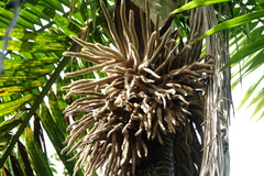 Burretiokentia hapala