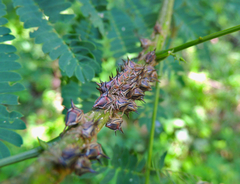 Umbonia crassicornis
