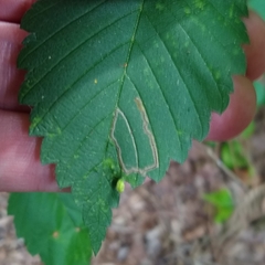 Stigmella apicialbella