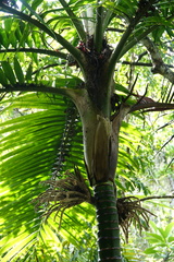 Burretiokentia hapala