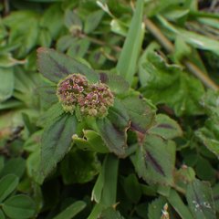 Euphorbia hirta image
