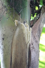 Burretiokentia hapala