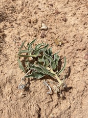 Asclepias macrosperma