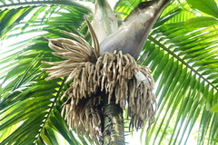 Burretiokentia hapala