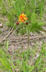 Tephroseris porphyrantha
