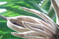 Burretiokentia hapala