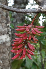 Geissois pruinosa