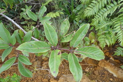 Geissois pruinosa